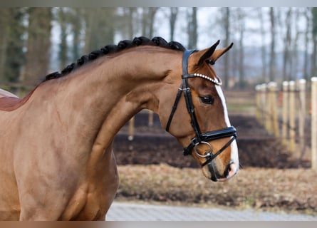 Hannoveriano, Caballo castrado, 5 años, 172 cm, Castaño