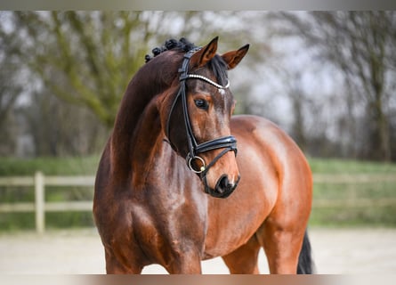 Hannoveriano, Caballo castrado, 5 años, 172 cm, Castaño