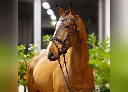 Hannoveriano, Caballo castrado, 5 años, 172 cm, Castaño