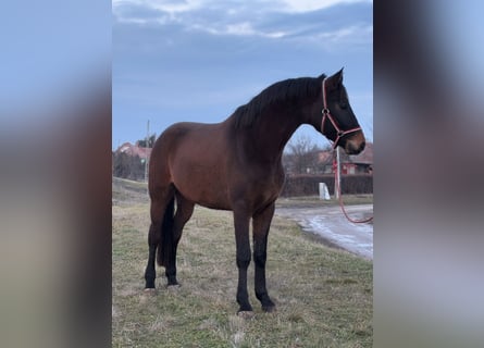 Hannoveriano, Caballo castrado, 5 años, 172 cm, Castaño