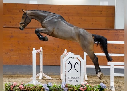 Hannoveriano, Caballo castrado, 5 años, 172 cm, Castaño