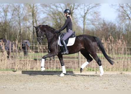 Hannoveriano, Caballo castrado, 5 años, 172 cm, Negro