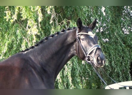 Hannoveriano, Caballo castrado, 5 años, 172 cm, Negro