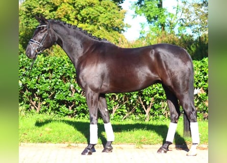 Hannoveriano, Caballo castrado, 5 años, 172 cm, Negro