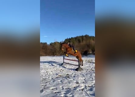 Hannoveriano, Caballo castrado, 5 años, 173 cm, Castaño