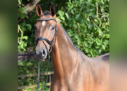 Hannoveriano, Caballo castrado, 5 años, 173 cm, Castaño