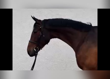 Hannoveriano, Caballo castrado, 5 años, 173 cm, Castaño