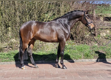 Hannoveriano, Caballo castrado, 5 años, 173 cm, Castaño oscuro