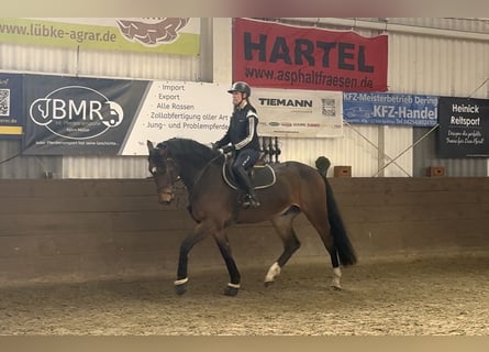 Hannoveriano, Caballo castrado, 5 años, 173 cm, Castaño oscuro