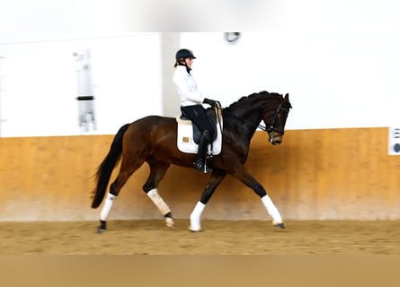 Hannoveriano, Caballo castrado, 5 años, 173 cm, Morcillo