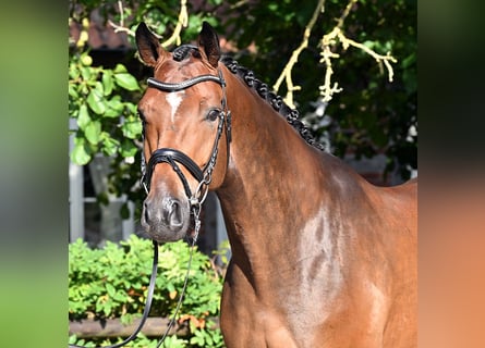 Hannoveriano, Caballo castrado, 5 años, 174 cm, Castaño