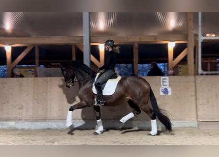 Hannoveriano, Caballo castrado, 5 años, 174 cm, Castaño