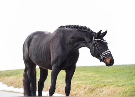Hannoveriano, Caballo castrado, 5 años, 174 cm, Castaño oscuro