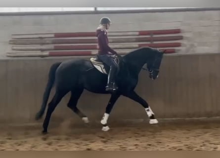 Hannoveriano, Caballo castrado, 5 años, 174 cm, Negro