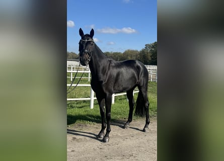 Hannoveriano, Caballo castrado, 5 años, 174 cm, Negro