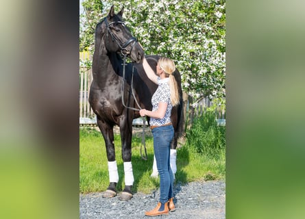 Hannoveriano, Caballo castrado, 5 años, 174 cm, Negro