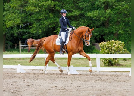 Hannoveriano, Caballo castrado, 5 años, 175 cm, Alazán