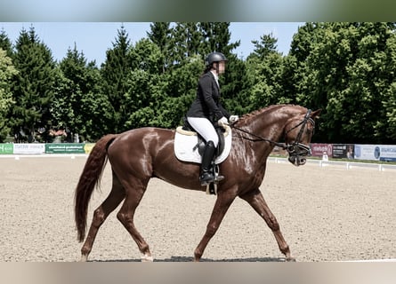 Hannoveriano, Caballo castrado, 5 años, 175 cm, Alazán-tostado