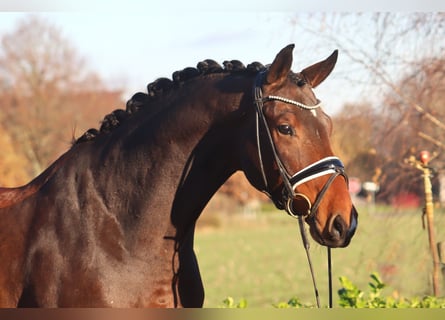 Hannoveriano, Caballo castrado, 5 años, 175 cm, Castaño