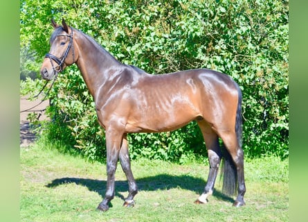 Hannoveriano, Caballo castrado, 5 años, 175 cm, Castaño