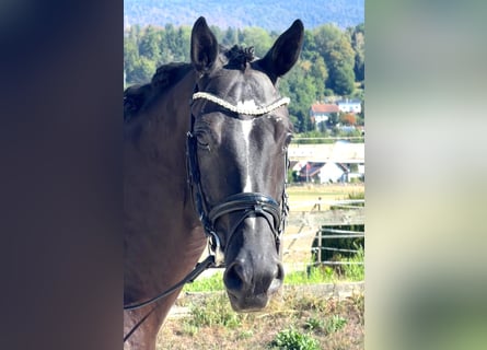 Hannoveriano, Caballo castrado, 5 años, 175 cm, Morcillo