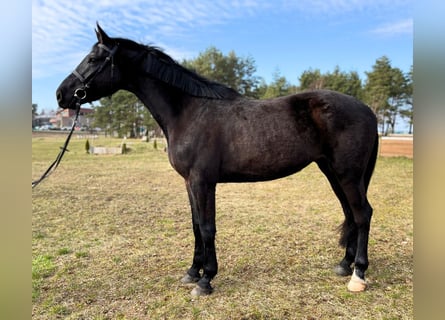 Hannoveriano, Caballo castrado, 5 años, 175 cm, Negro