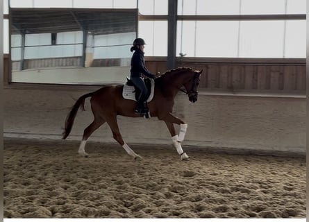 Hannoveriano, Caballo castrado, 5 años, 176 cm, Alazán