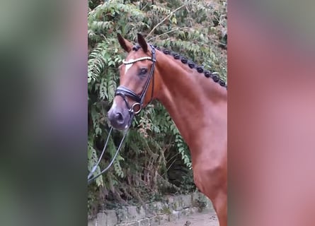 Hannoveriano, Caballo castrado, 5 años, 176 cm, Castaño