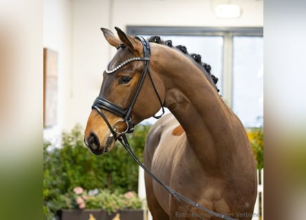 Hannoveriano, Caballo castrado, 5 años, 176 cm, Castaño