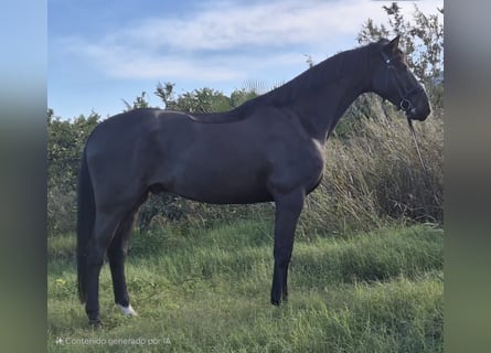 Hannoveriano, Caballo castrado, 5 años, 176 cm, Castaño oscuro