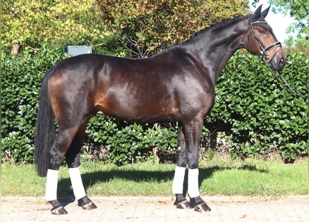 Hannoveriano, Caballo castrado, 5 años, 176 cm, Castaño oscuro