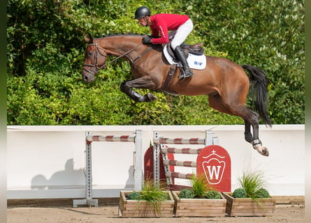 Hannoveriano, Caballo castrado, 5 años, 176 cm, Castaño oscuro