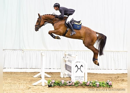 Hannoveriano, Caballo castrado, 5 años, 177 cm, Alazán-tostado