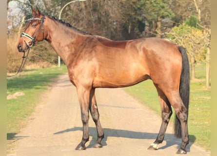 Hannoveriano, Caballo castrado, 5 años, 177 cm, Castaño