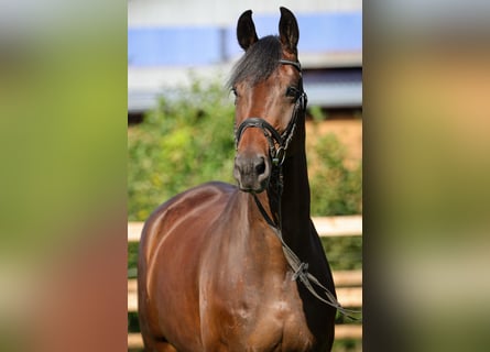 Hannoveriano, Caballo castrado, 5 años, 177 cm, Castaño oscuro