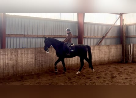 Hannoveriano, Caballo castrado, 5 años, 177 cm, Negro