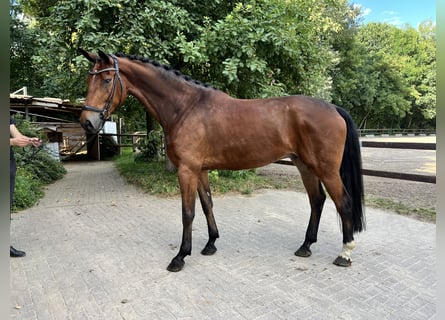 Hannoveriano, Caballo castrado, 5 años, 178 cm, Castaño