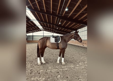 Hannoveriano, Caballo castrado, 5 años, 178 cm, Castaño oscuro