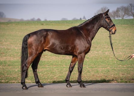 Hannoveriano, Caballo castrado, 5 años, 178 cm, Castaño oscuro