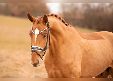 Hannoveriano, Caballo castrado, 5 años, 180 cm, Alazán