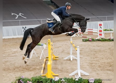 Hannoveriano, Caballo castrado, 5 años, 181 cm, Negro