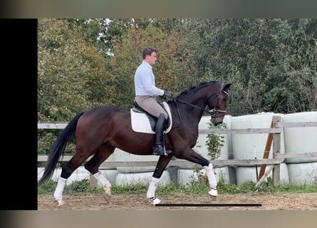 Hannoveriano, Caballo castrado, 5 años, 182 cm, Castaño oscuro