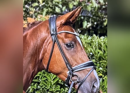 Hannoveriano, Caballo castrado, 5 años, Alazán