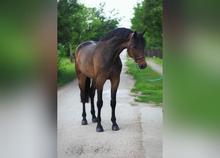 Hannoveriano, Caballo castrado, 5 años