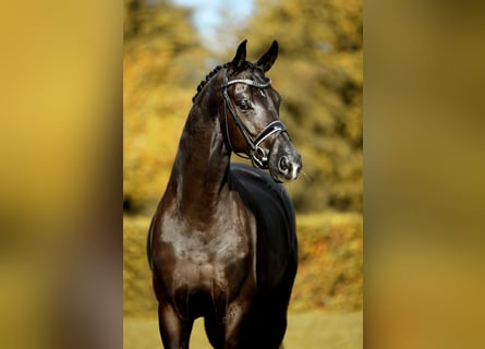 Hannoveriano, Caballo castrado, 5 años, Negro