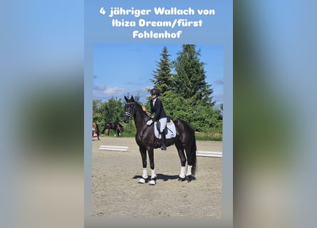 Hannoveriano, Caballo castrado, 5 años, Negro