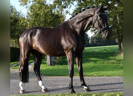 Hannoveriano, Caballo castrado, 5 años, Negro