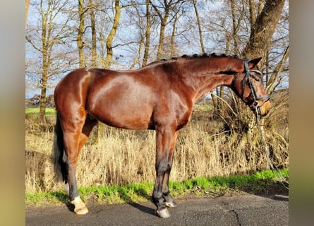 Hannoveriano, Caballo castrado, 6 años, 155 cm, Castaño