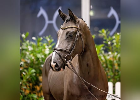 Hannoveriano, Caballo castrado, 6 años, 162 cm, Negro