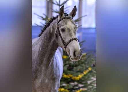 Hannoveriano, Caballo castrado, 6 años, 162 cm, Tordo
